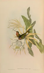 Bourciera inca